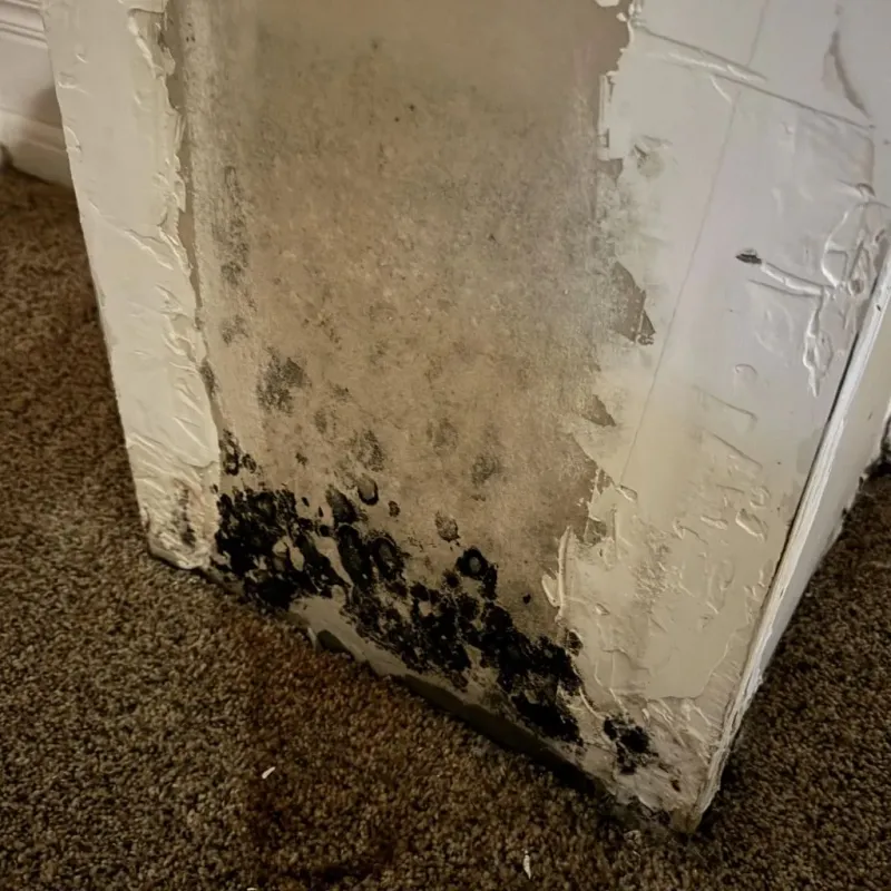 Professional Mold Removal in Hebron, IL